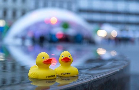 Kachničky si zaplavaly na náměstí Svobody (autor: EKOFILM)